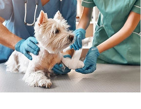 Preventative Care
